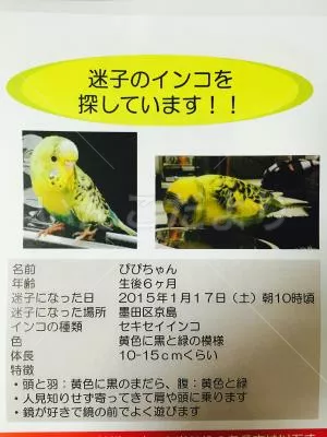 コメントの画像