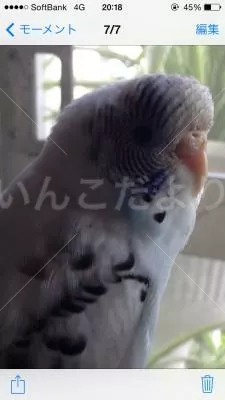 コメントの画像