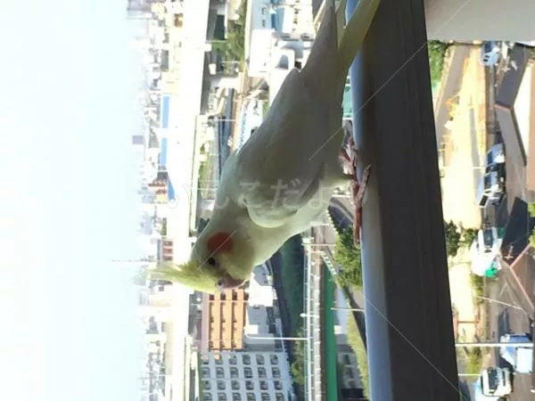 コメントの画像