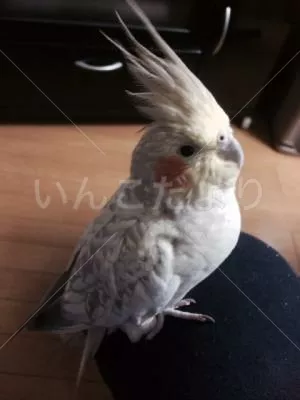 コメントの画像