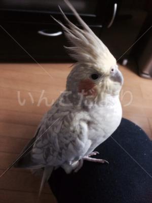 コメントの画像