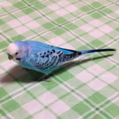 コメントの画像