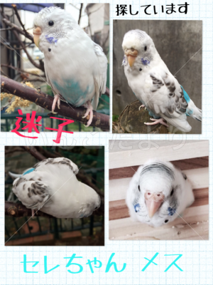 コメントの画像