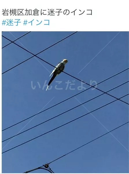 コメントの画像