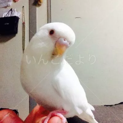 コメントの画像