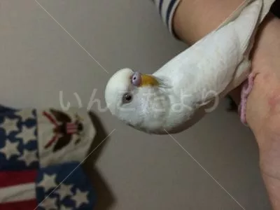 コメントの画像