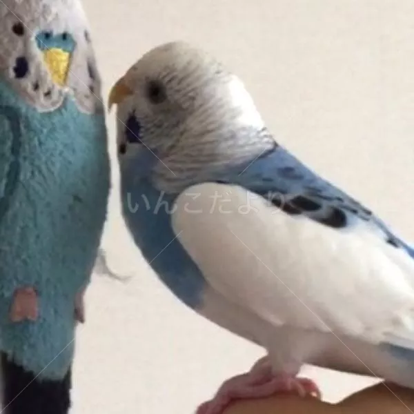 コメントの画像