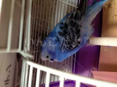 コメントの画像