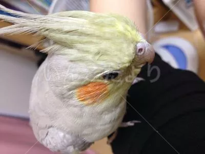 コメントの画像