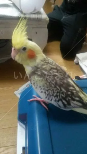 コメントの画像