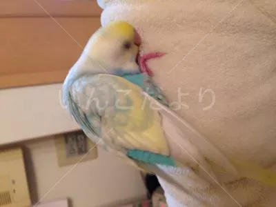 コメントの画像