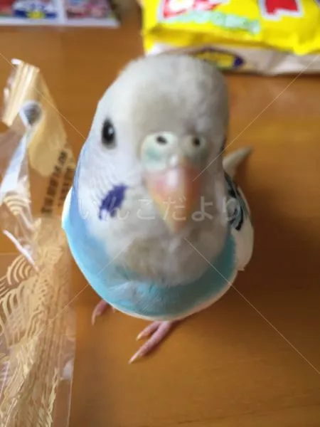 コメントの画像