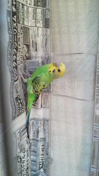 コメントの画像