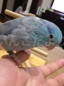 コメントの画像