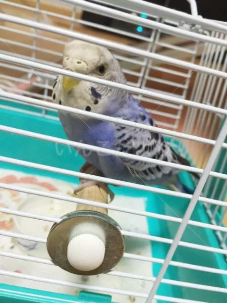 コメントの画像