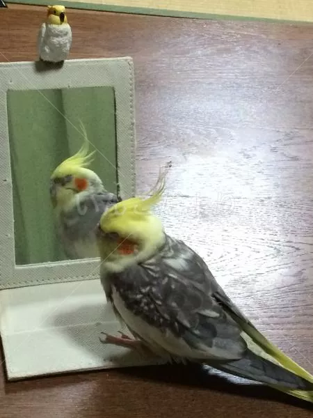 コメントの画像