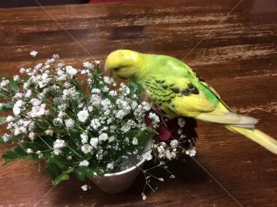 コメントの画像