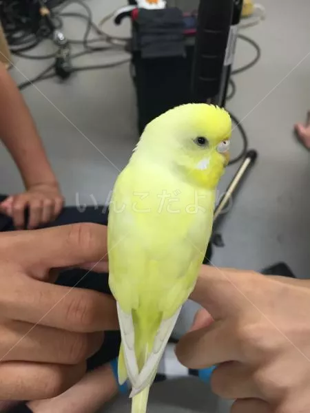 コメントの画像