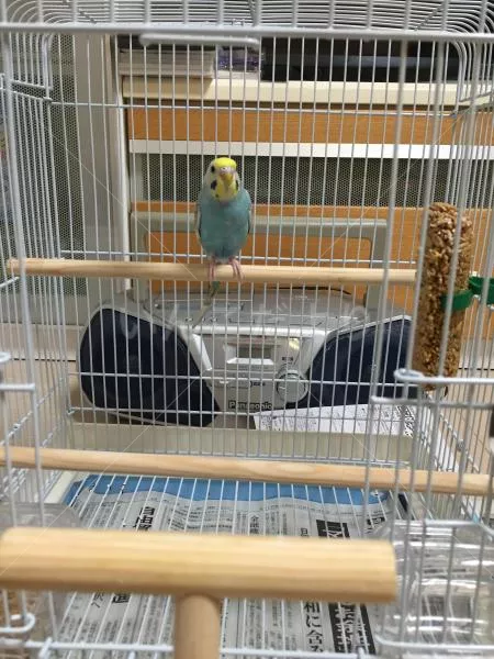 コメントの画像