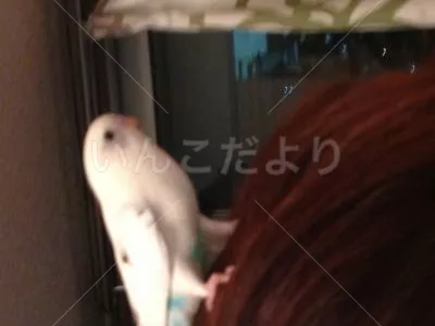 コメントの画像