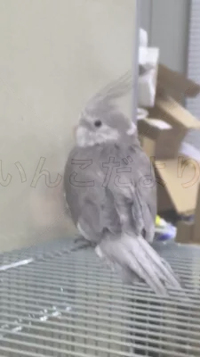 コメントの画像