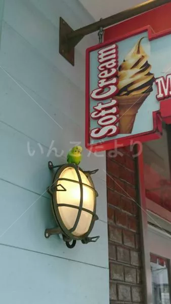 コメントの画像