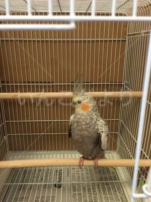 コメントの画像