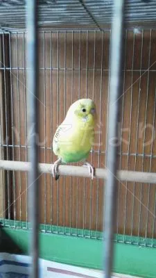 コメントの画像