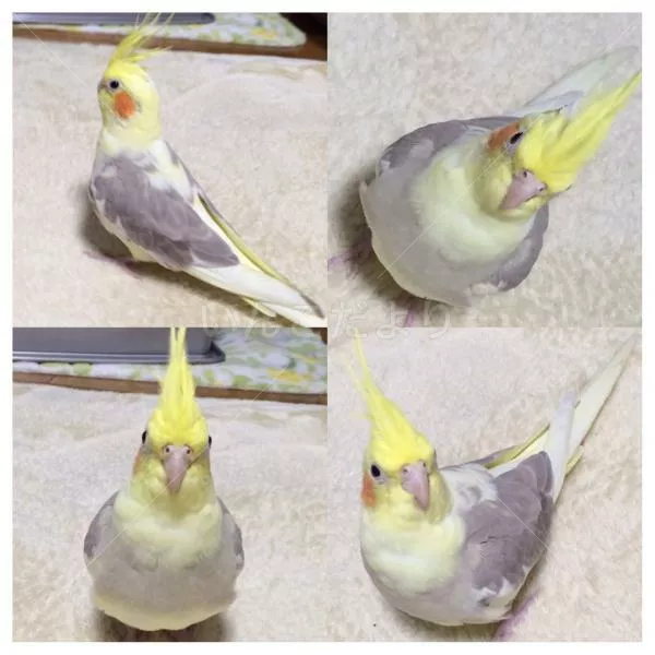 コメントの画像