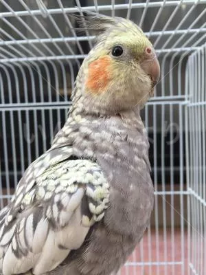 コメントの画像