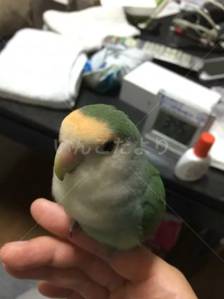 コメントの画像