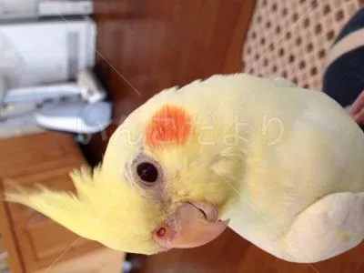 コメントの画像