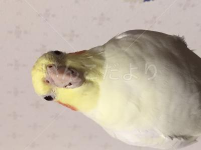 コメントの画像