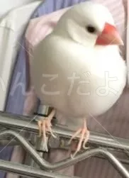 コメントの画像