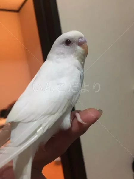 コメントの画像