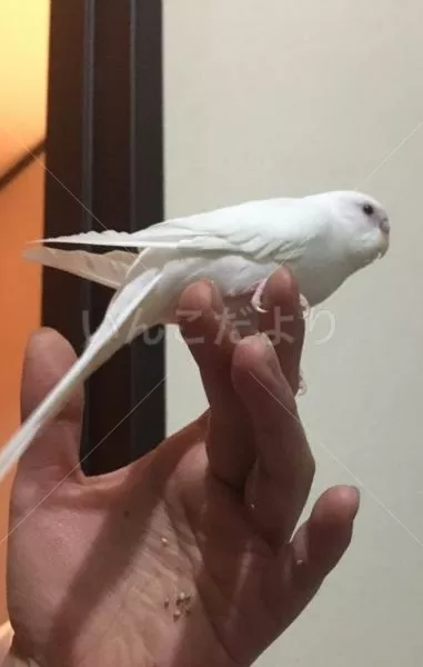 コメントの画像