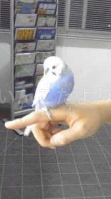 コメントの画像