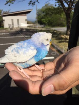 コメントの画像