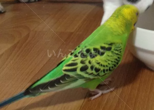 コメントの画像