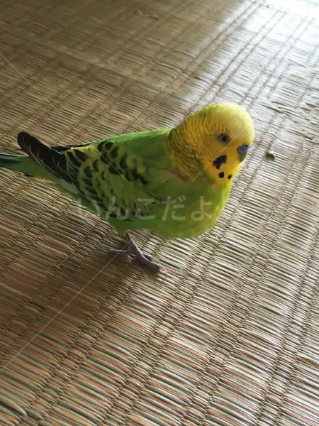 コメントの画像