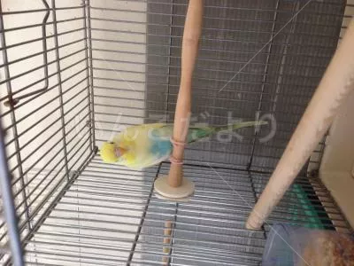 コメントの画像