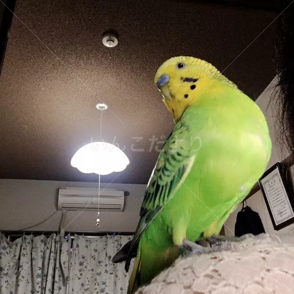 コメントの画像