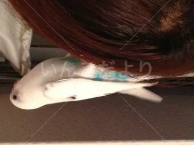 コメントの画像