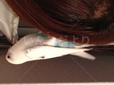 コメントの画像