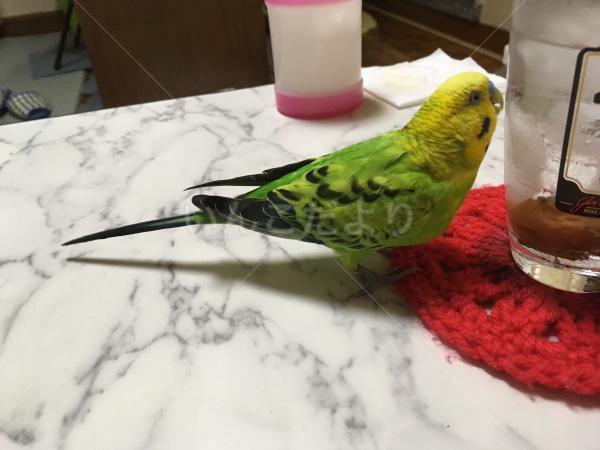 コメントの画像
