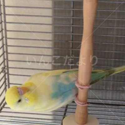 コメントの画像