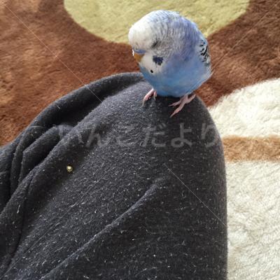 コメントの画像