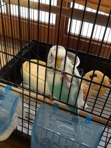 コメントの画像