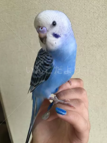 コメントの画像