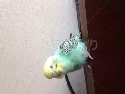 コメントの画像